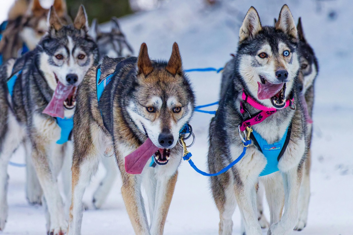 Finland Winter Northern Lights — 7 Days 6 Nights